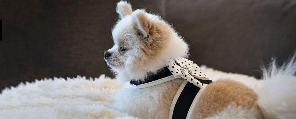 Lv Dog Harness How Do I Make My Puppy Fluffy
