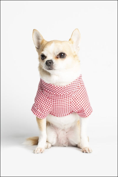 Dog Clothes - Pup & Co Boutique