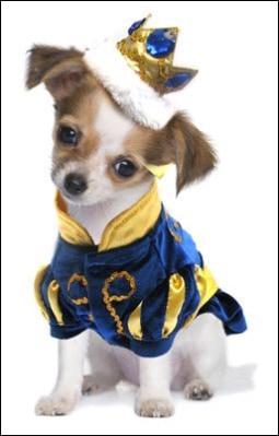 Dog Clothes - Pup & Co Boutique