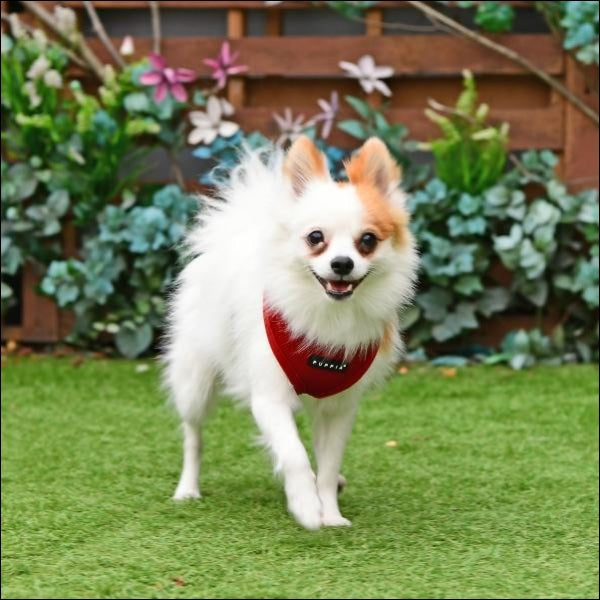 Dog Clothes - Pup & Co Boutique